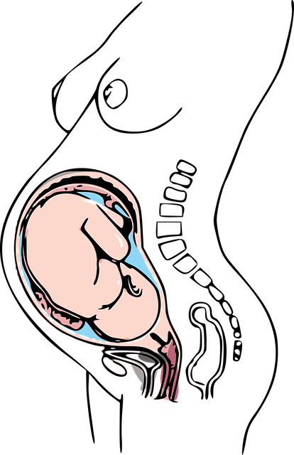 kan man blive gravid under menstruation gravid efter ægløsning kan man blive gravid under menstruation gravid efter ægløsning