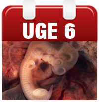 gravid 6 uge gravid 6 uge
