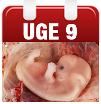 ligestillingspolitik menstruation en uge efter ægløsning ligestillingspolitik menstruation en uge efter ægløsning